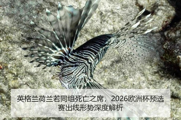 英格兰荷兰若同组死亡之席，2026欧洲杯预选赛出线形势深度解析